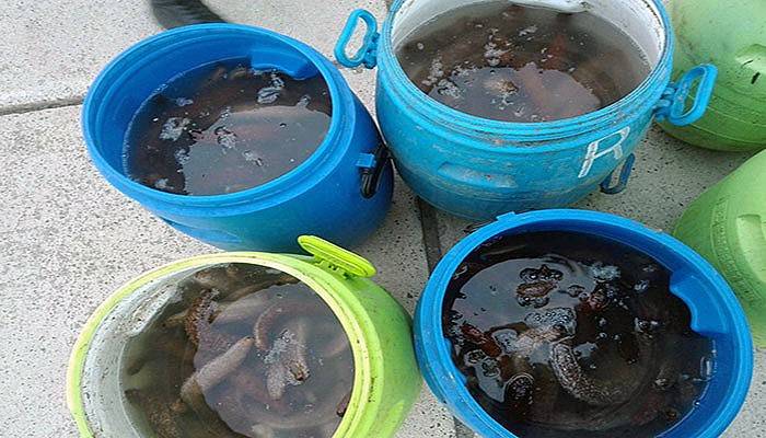 400 kilo deniz hıyarı ele geçirildi