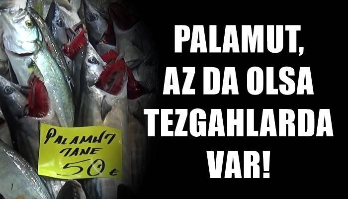 Palamut, tezgahlarda az da olsa var!