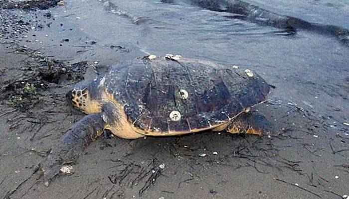 Sahilde ölü caretta caretta bulundu (VİDEO)