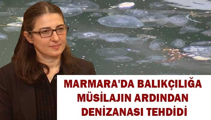 Marmara'da balıkçılığa müsilajın ardından denizanası tehdidi (VİDEO)