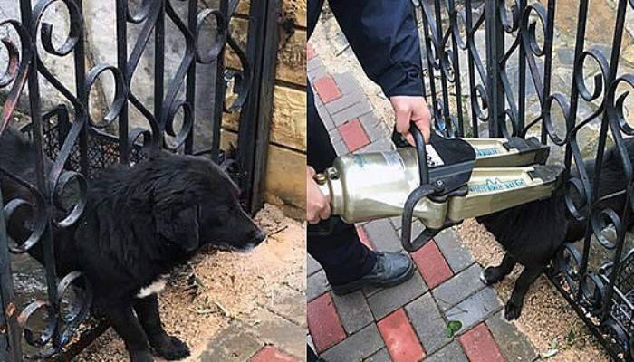 Parmaklıklara sıkışan köpeği itfaiye kurtardı