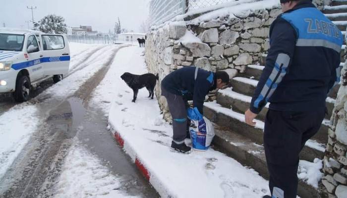 Geyikli Belediyesi sokak hayvanlarını unutmadı