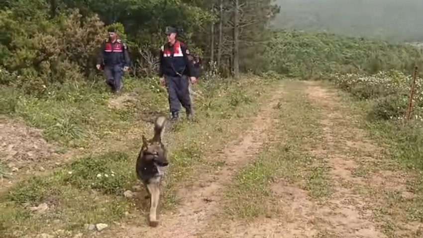 Kadavra köpekleri ormanda O'na ait izler arıyor