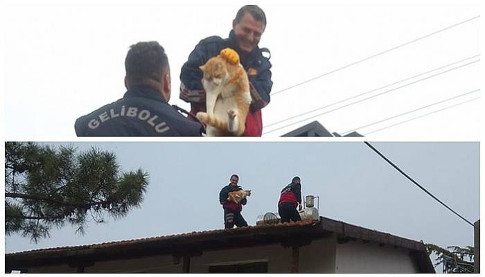 Yazlığın çatısında mahsur kalan 20 kiloluk kediyi itfaiye kurtardı