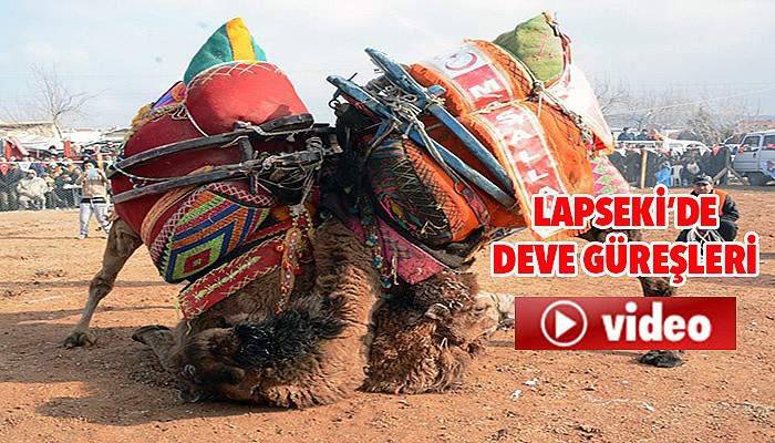 Lapseki'de deve güreşi (VİDEO)