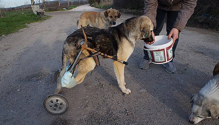 Araba çarpan köpeğe pazar arabasından yürüteç (VİDEO)