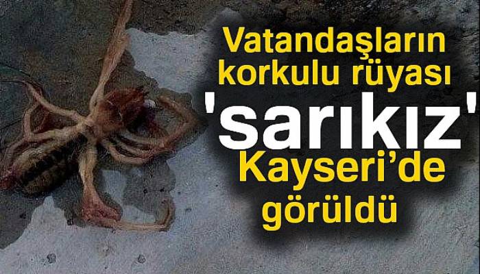 Et yiyen örümcek Kayseri'de görüldü