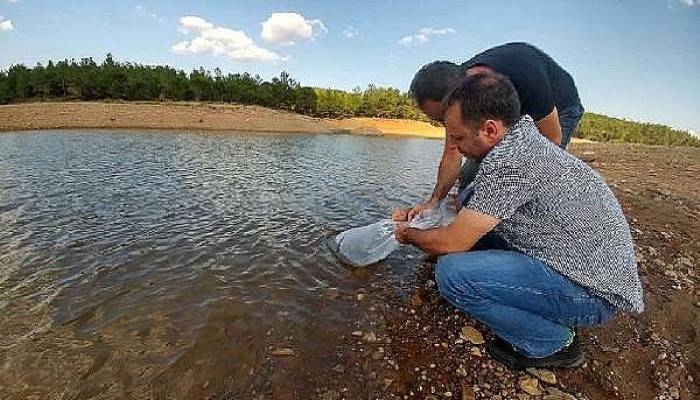 Çanakkale'de 9 gölete 105 bin yavru sazan balığı salındı