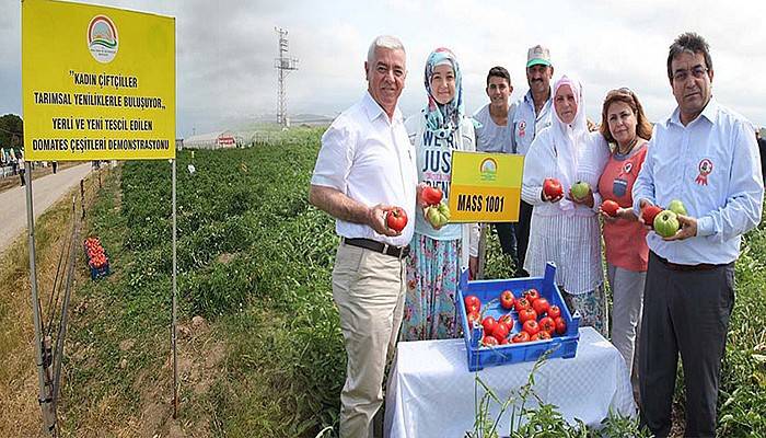 Domates hasadı devam ediyor