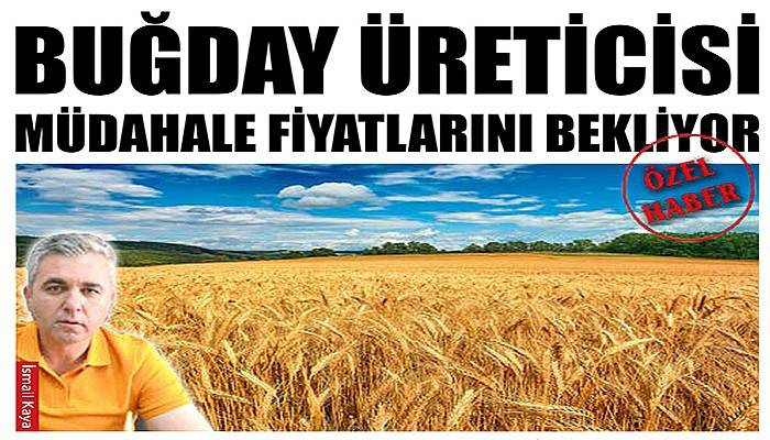 Buğday üreticisi müdahale fiyatlarını bekliyor (VİDEO)