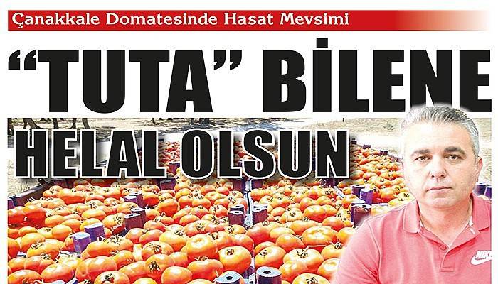 Çanakkale domatesinin hasadı başladı (VİDEO)