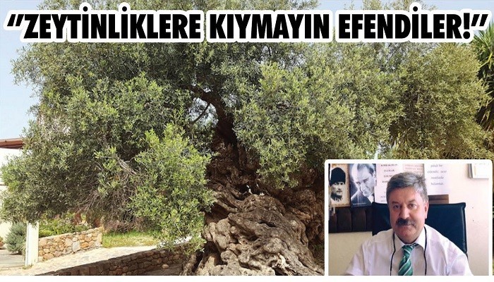 'ZEYTİNLİKLERE KIYMAYIN EFENDİLER!'