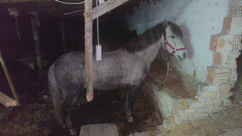At eti baskını: Kamyonetten at eti çıktı, ahırda ise 3 at bulundu (VİDEO)