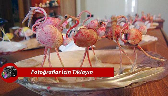 Deniz kabuklarına hayat verdi