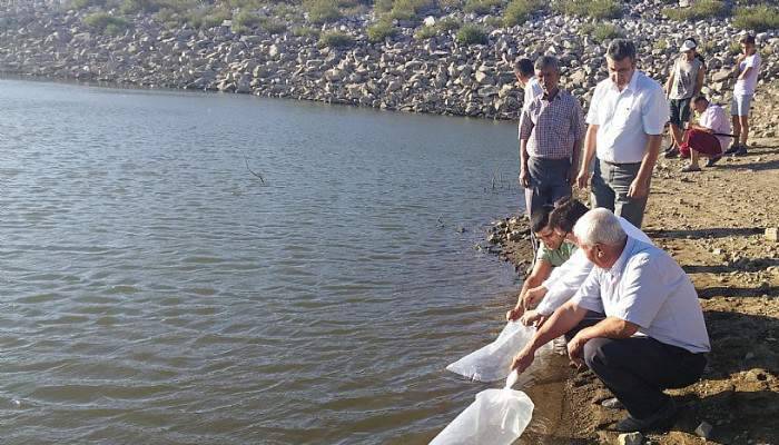 Göletlere 95 Bin Sazan Yavrusu Bırakıldı