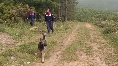 Kadavra köpekleri ormanda O'na ait izler arıyor