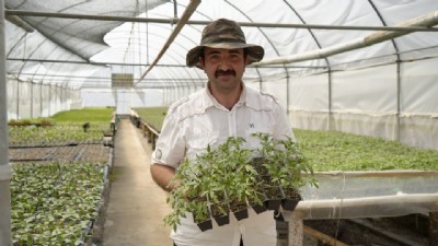 100 yıllık tohumlarla ‘Osmanlı domatesi’ fidesi üretiyor (VİDEO)
