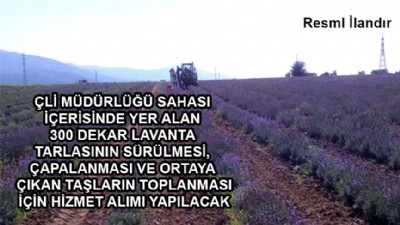 Lavanta tarlası işleri yaptırılacak