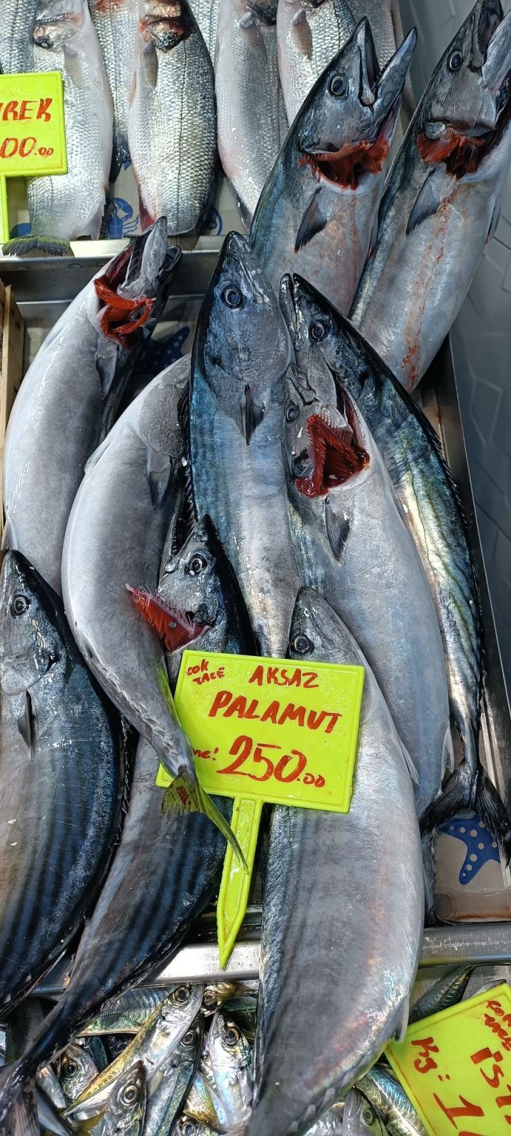 Çanakkale’de Palamut