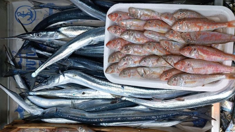 Zargana mevsimi başladı