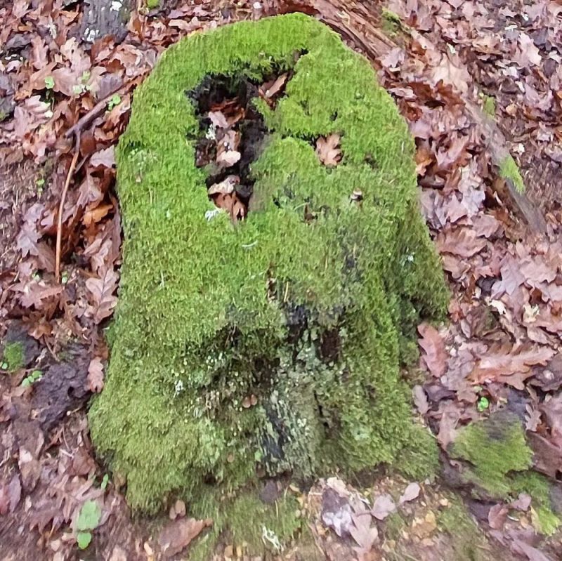 Kaya Yosunu Turşusu Tarifi