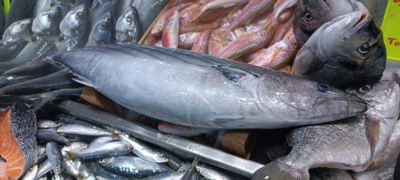 Biga’da balık fiyatları