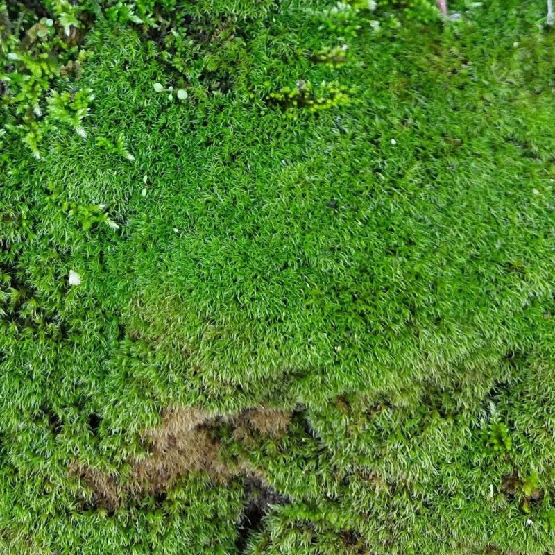 Kaya Yosunu Turşusu Tarifi