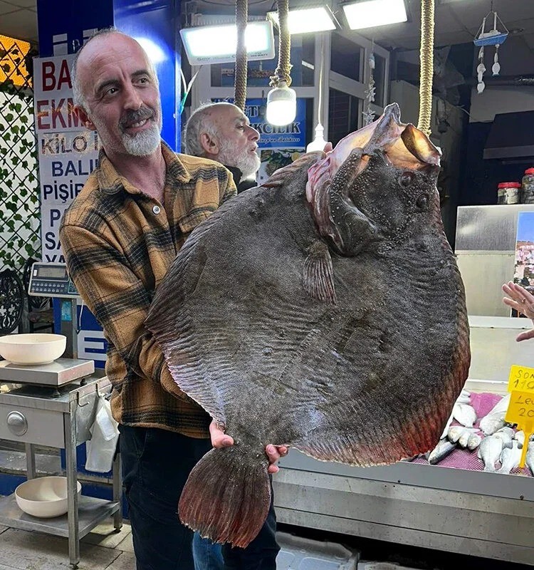 14 bin 500 liraya satılan kalkan balığı