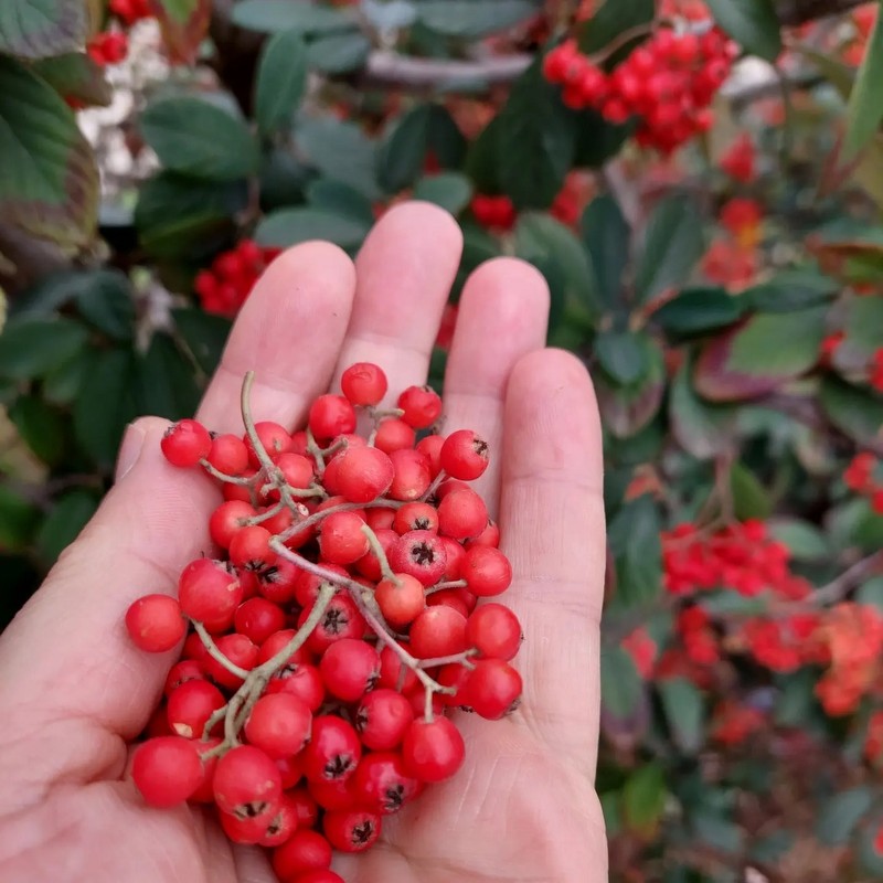 Çanakkale’de Sağlıklı Yaşamın Anahtarı: Tavşan Elmasıyla Tanışın