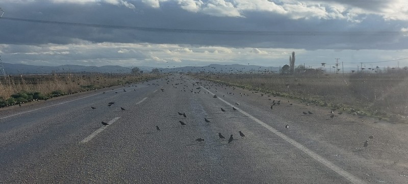 Biga’da Sığırcık kuşları trafik akışını engelledi