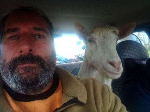 Biga'da Keçi, Araba İle Gezdi