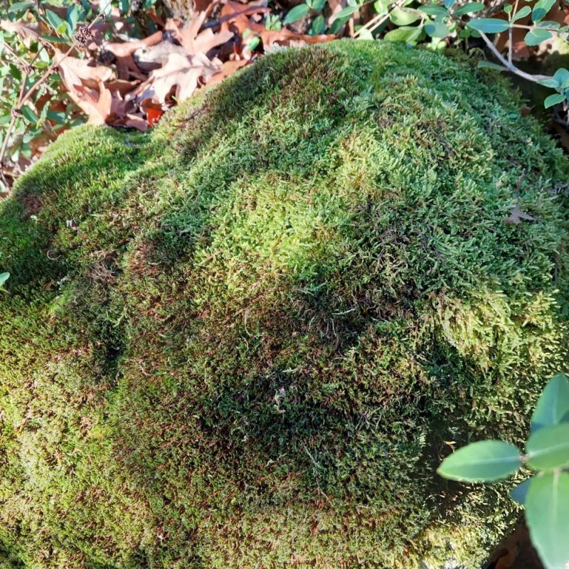 Kaya Yosunu Turşusu Tarifi