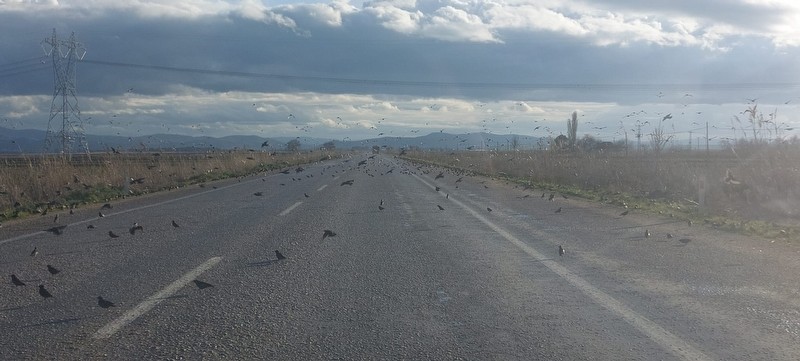 Biga’da Sığırcık kuşları trafik akışını engelledi