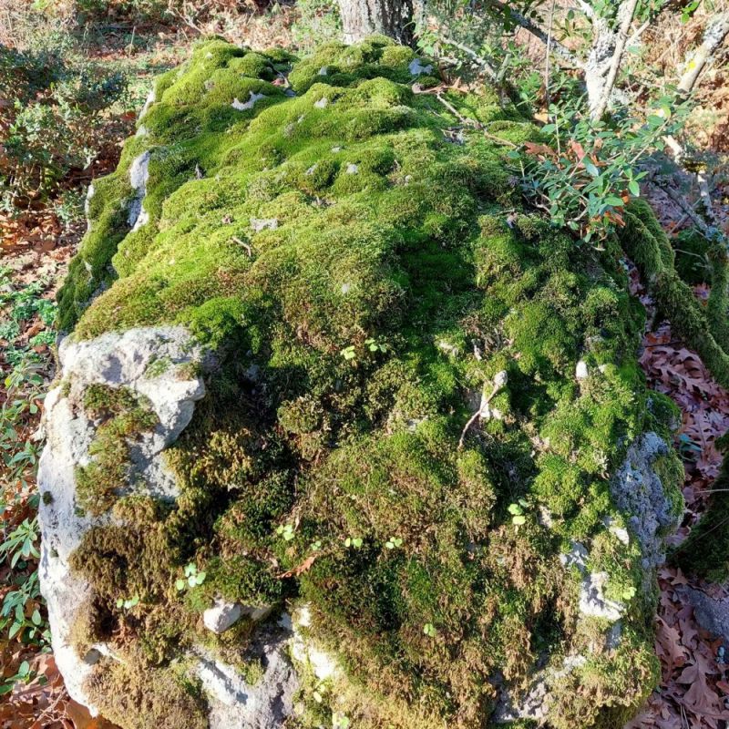Kaya Yosunu Turşusu Tarifi