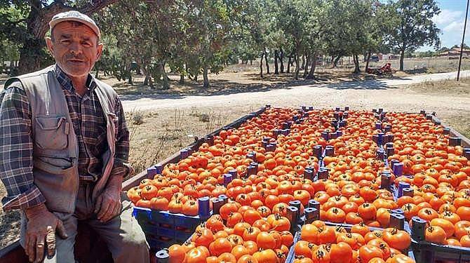 Çanakkale domatesinin hasadı başladı 