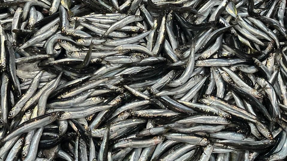 31 Ekim Çanakkale Balık fiyatları için tıklayın