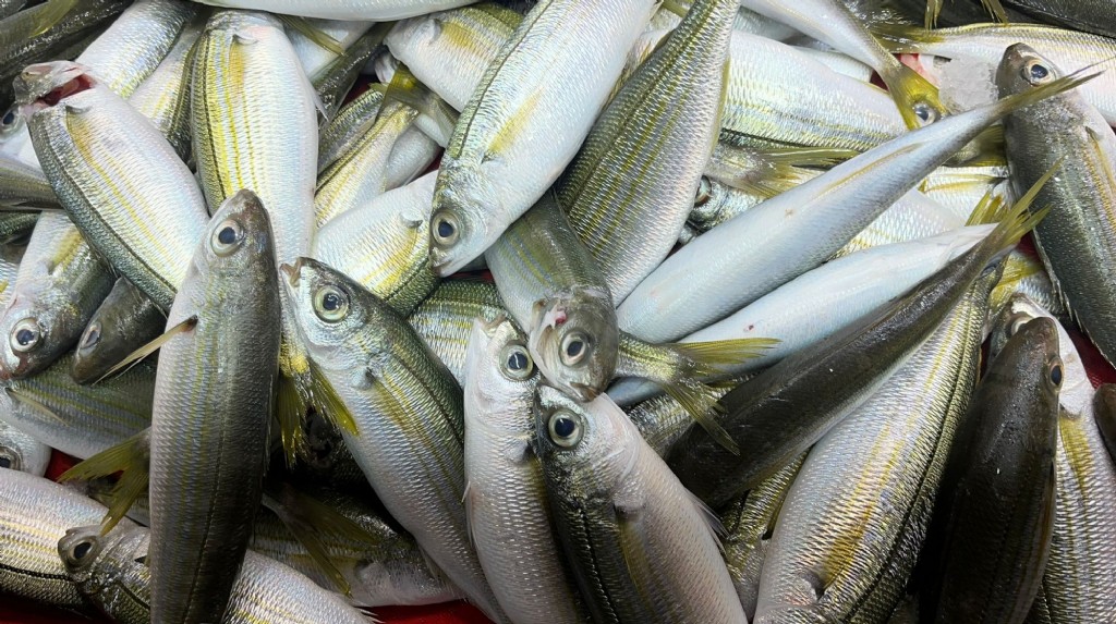 12 Ocak Cuma Çanakkale Balık Fiyatları