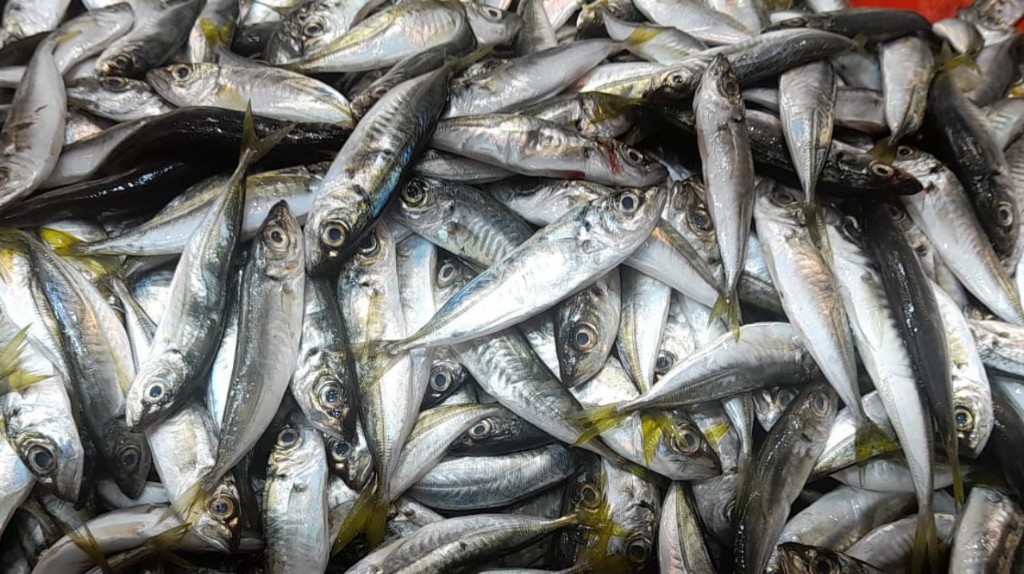 Çanakkale 15 Aralık Balık Fiyatları