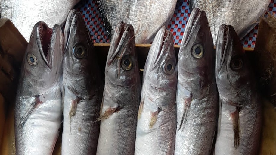 Çanakkale 10 Aralık balık fiyatları için tıklayın