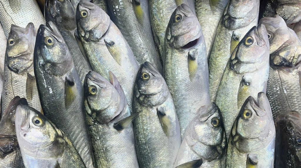 Çanakkale'de 27 Ekim Cuma Balık Fiyatları İçin Tıklayın