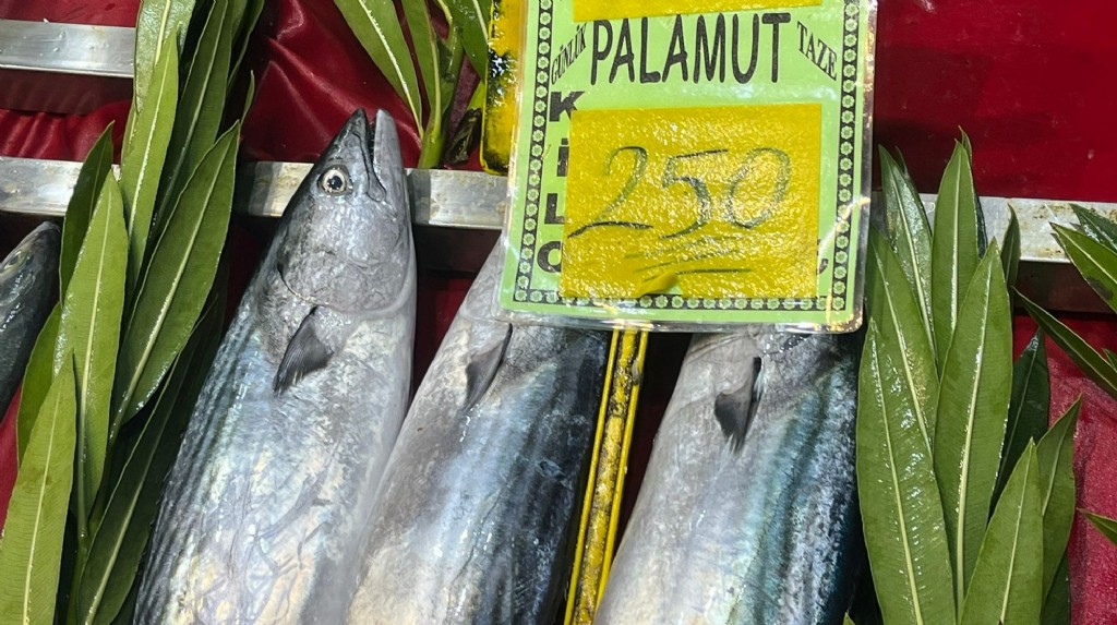 24 Ekim Çanakkale balık fiyatları için tıklayın