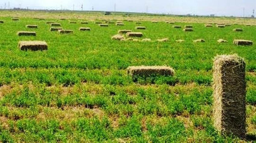 Yem Bitkileri Destekleme başvuruları başladı