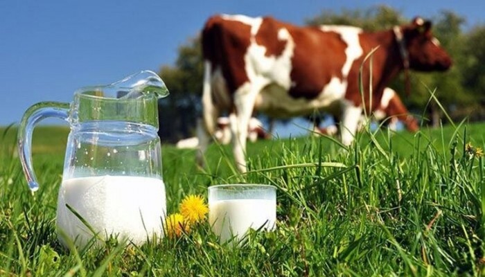 Süt tüccarı süt fiyatını olabildiğinde düşürmeye çalışıyor