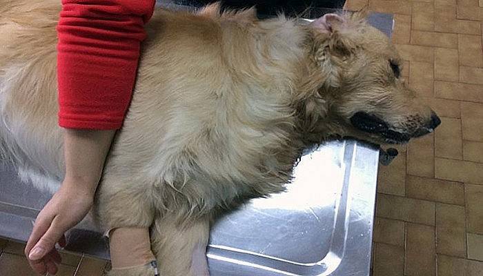  Çanakkale’de hayvanseverleri ayağa kaldıran iddia!