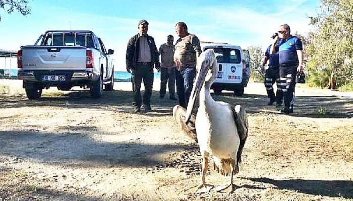 YORGUN DÜŞÜP GELİBOLU'YA İNEN PELİKAN, YENİDEN DOĞAL ORTAMINA SALINDI