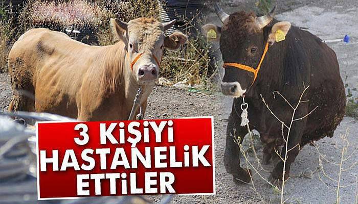 Kaçan kurbanlık danalar 3 kişiyi hastanelik etti