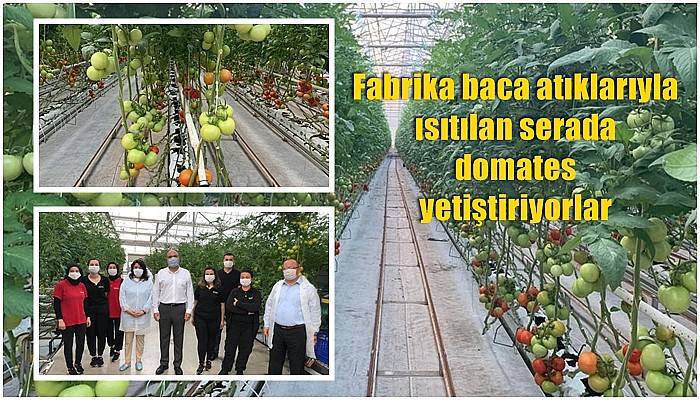 Fabrika baca atıklarıyla ısıtılan serada domates yetiştiriyorlar