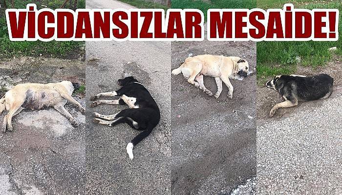 VİCDANSIZLAR MESAİDE: Işıklar Köyü girişinde hayvan katliamı