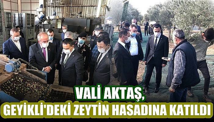 Geyikli Beldesindeki Zeytin Hasadı, Vali Aktaş’ın Katılımıyla Gerçekleştirildi