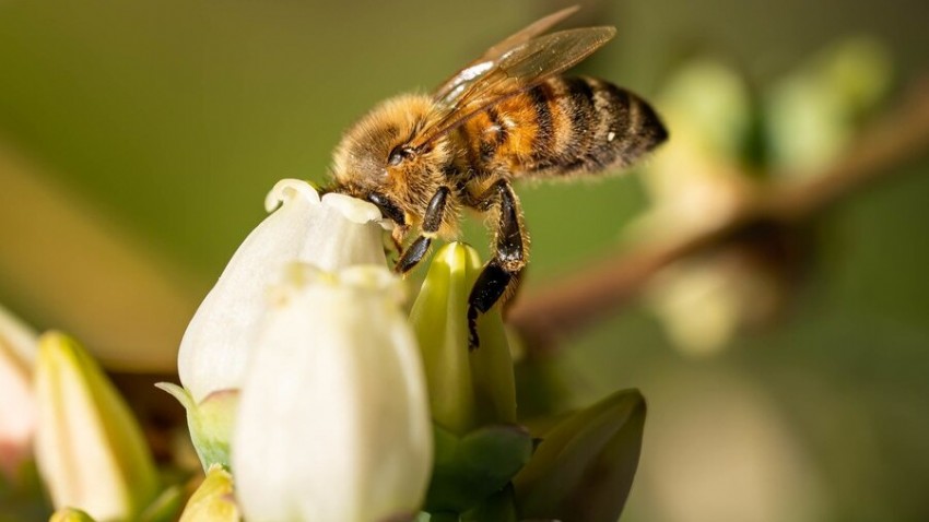 Arı Alerjisi Nedir?